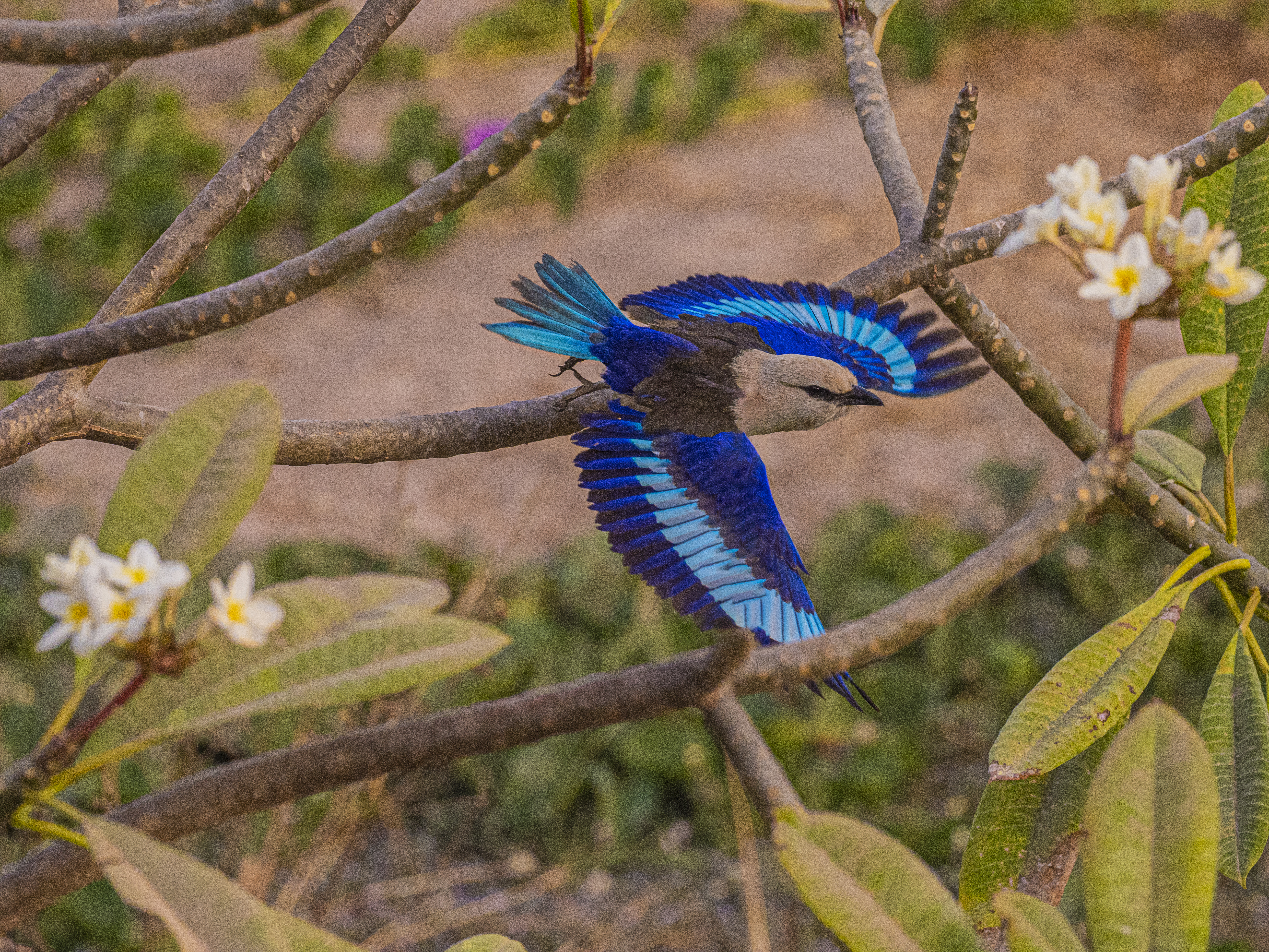 Hvithoderåke i Gambia, foto Paal Alme