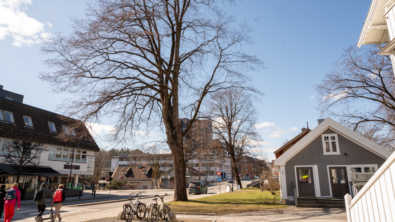 Almetrær er vakre bytrær med stor økologisk og kulturhistorisk verdi. De er viktige levesteder for mange lav-, mose- og sopparter, samt insekter og hulerugende fugler. Almetrærne kan bli opptil 35 meter høye og over 400 år gamle! 