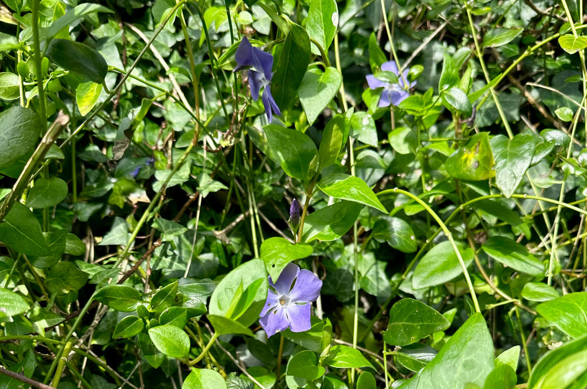 Gravmyrt (Vinca minor) har vært populær å bruke som bunndekker i hager og i grøntanlegg. Den har blankt, mørkegrønt bladverk og vakre blålilla blomster. Dette er en av fremmedartene som oftest forviller seg ut i naturområder og fortrenger andre arter som opprinnelig vokser i skogen, slik som hvitveis og liljekonvall. Gravmyrt sprer seg ved å vandre ut av hager, eller hvis plantebiter dumpes i naturområder. Det skal ikke mer enn en liten del av stengelen til for at planten etablerer tette tepper på skogbunnen. Gravmyrten er også en trussel i områder med den utvalgte og truete naturtypen åpen grunnlendt kalkmark, som er typisk i Bærum. I dag er den på en liste over arter som krever tillatelse til å sette ut. 