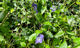 Gravmyrt (Vinca minor) har vært populær å bruke som bunndekker i hager og i grøntanlegg. Den har blankt, mørkegrønt bladverk og vakre blålilla blomster. Dette er en av fremmedartene som oftest forviller seg ut i naturområder og fortrenger andre arter som opprinnelig vokser i skogen, slik som hvitveis og liljekonvall. Gravmyrt sprer seg ved å vandre ut av hager, eller hvis plantebiter dumpes i naturområder. Det skal ikke mer enn en liten del av stengelen til for at planten etablerer tette tepper på skogbunnen. Gravmyrten er også en trussel i områder med den utvalgte og truete naturtypen åpen grunnlendt kalkmark, som er typisk i Bærum. I dag er den på en liste over arter som krever tillatelse til å sette ut.  miniatyrbilde
