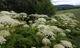 Kjempebjørnekjeks (Heracleum mantegazzianum) og kanadagullris er arter med stor frøproduksjon uten spesielle krav til vokseforhold. Disse må man være spesielt oppmerksomme på. miniatyrbilde