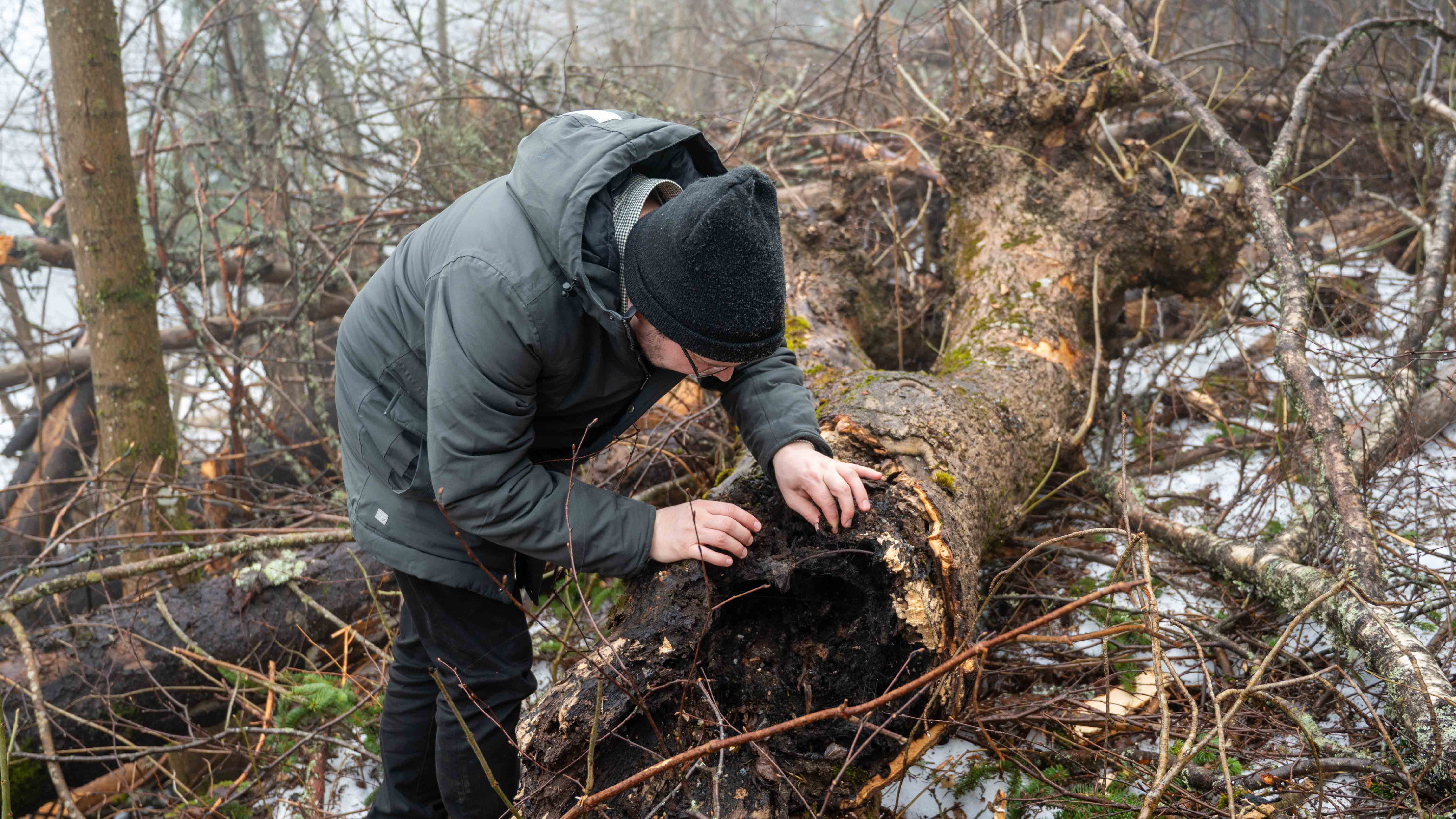 – Disse stammene er små, råtne og ikke særlig pene. Men for naturen er de verdifulle, sier Karsten Nordal Hauken, naturforvalter i Bærum kommune.