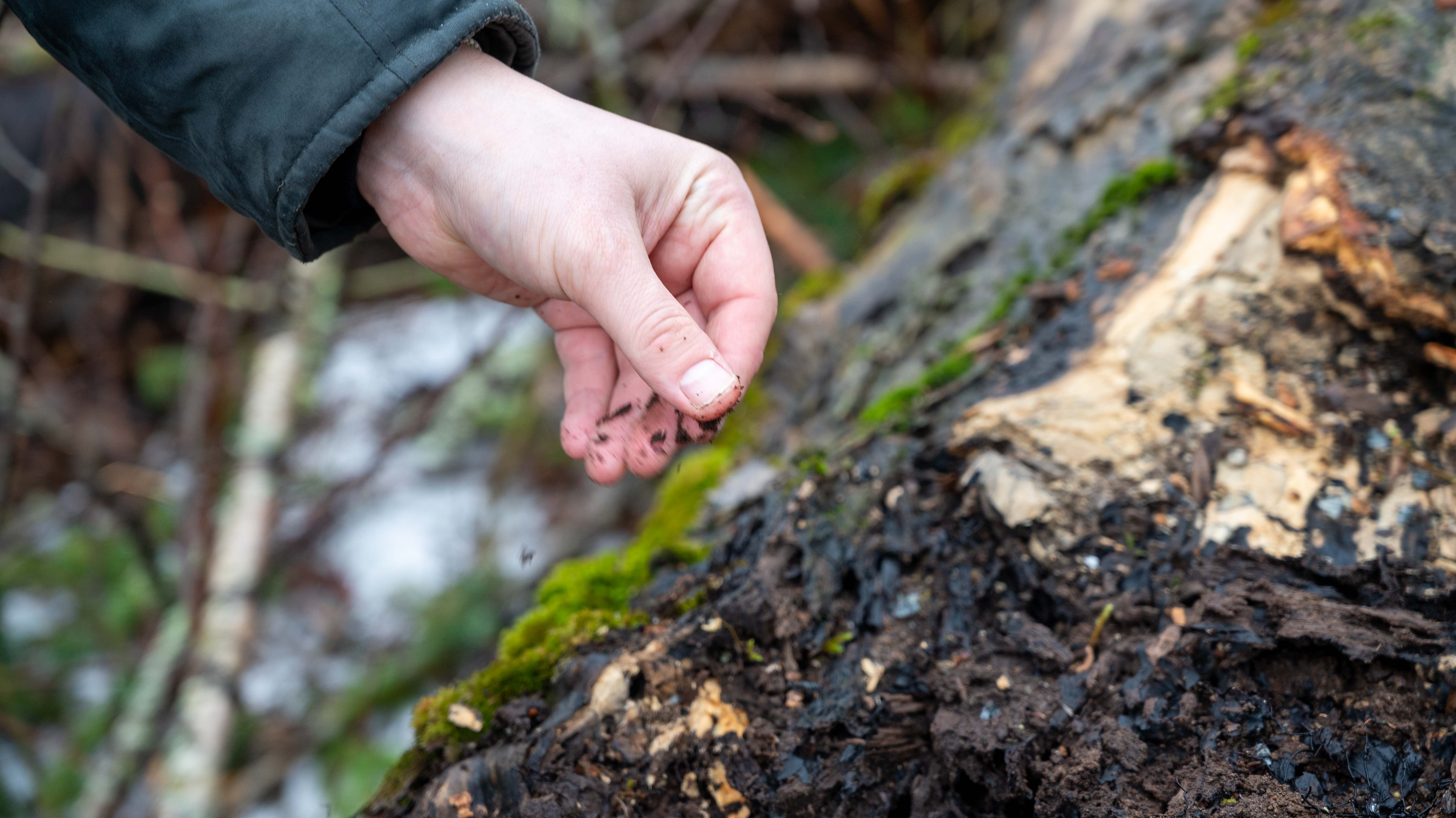 Vedmuld, finkornet sagmugg, er tegn på nedbrytning av sopp- og insekter som man finner i døde og døende trær. Vedmulden er tegn på liv, fordi den er produktet av den biologiske nedbrytningsprosessen og levested for mange insektarter.