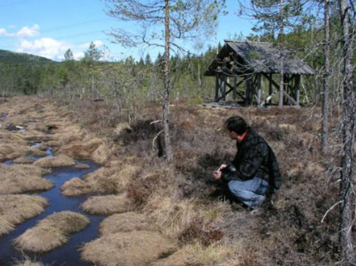 Semsmåsan