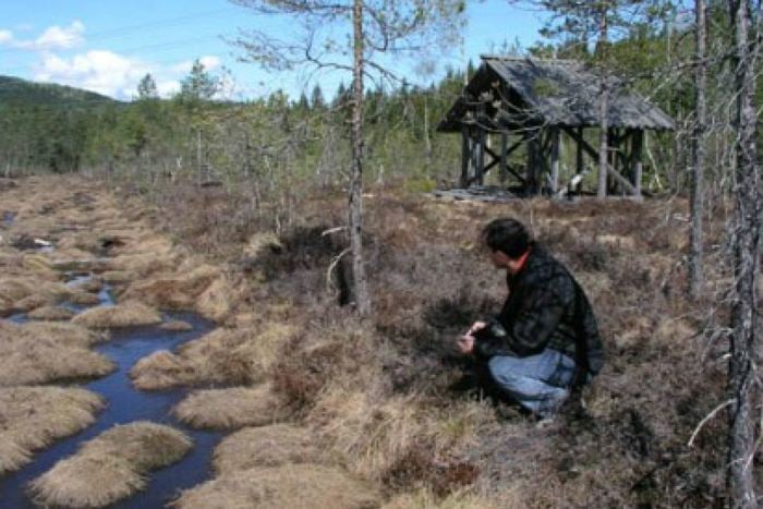 Semsmåsan