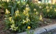 01 Blomstring Sandvika.jpg miniatyrbilde