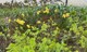 2026 Blomstring i Sandvika 04.jpg miniatyrbilde