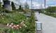 2026 Blomstring i Sandvika 07.jpg miniatyrbilde