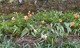 2026 Blomstring i Sandvika 08.jpg miniatyrbilde