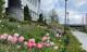 2026 Blomstring i Sandvika 09.jpg miniatyrbilde